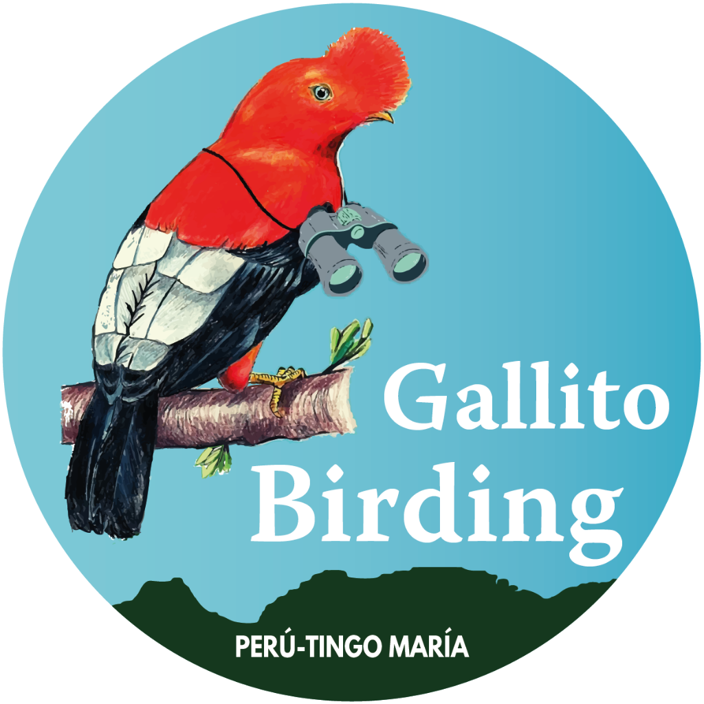 Gallito Birding